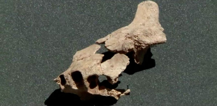 Jawbone,-earliest-humans