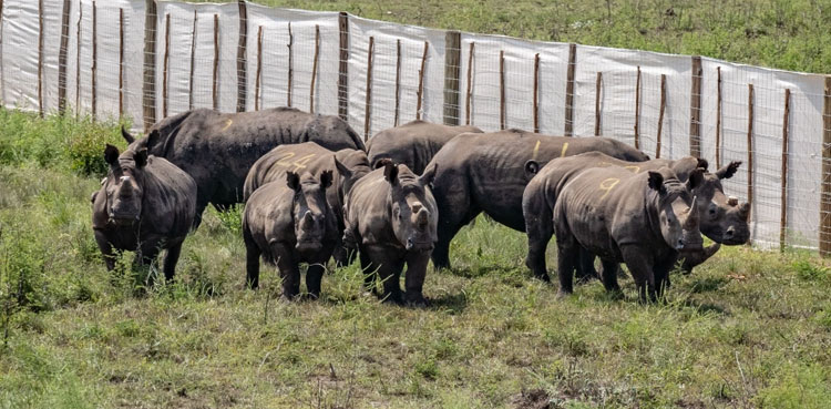 Rhinos Mozambique