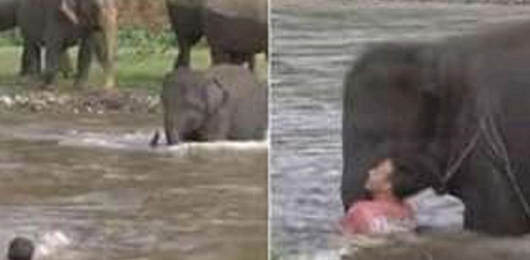 baby elephant, elephant, elephant saves, viral, video, viral video