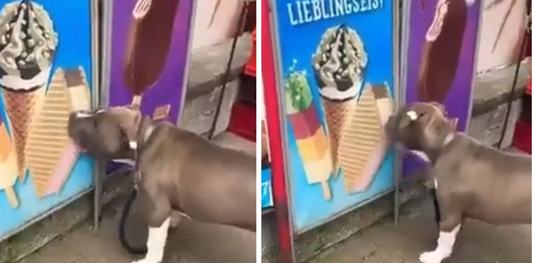 ice cream, ice cream poster, dog, viral video