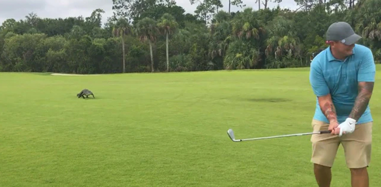 golfer, alligator, viral video, florida