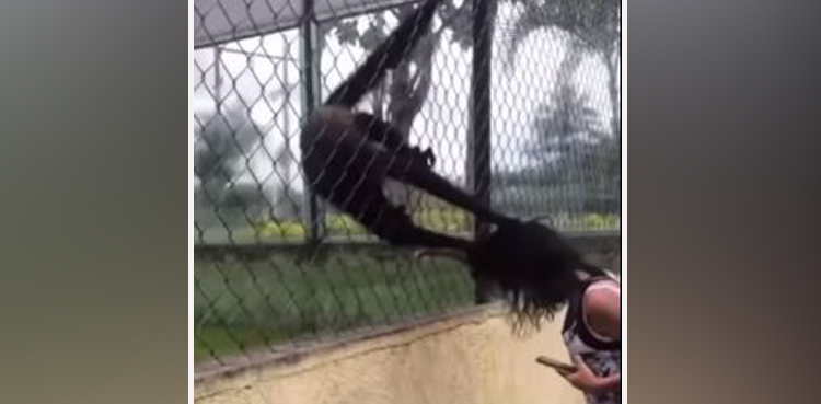 monkeys, viral video, spider monkeys,