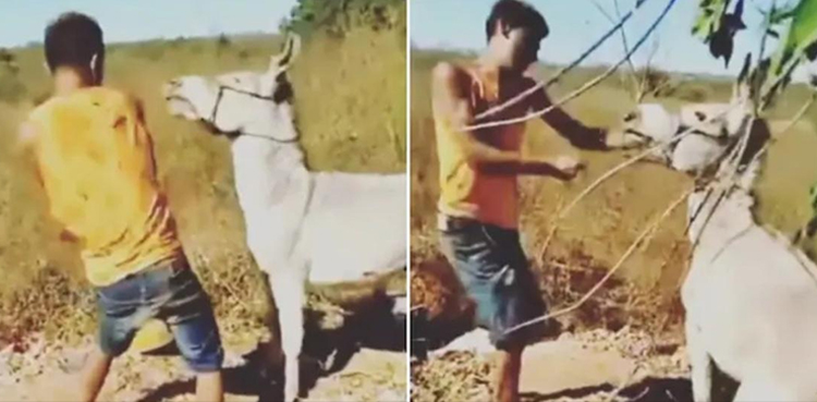 Viral video, instant karma, Man beating up donkey