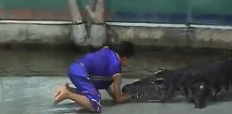 Man places hand inside crocodile's mouth viral