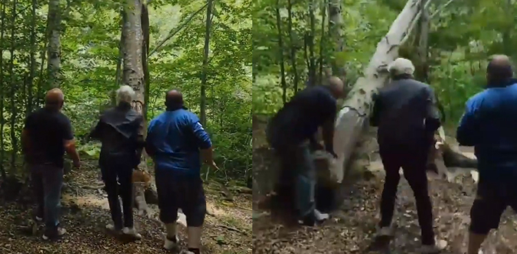 Viral video, instant karma, cutting down tree