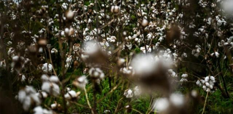 California school district, slave cotton field