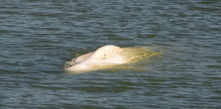 French experts, stranded whale, beluga whale