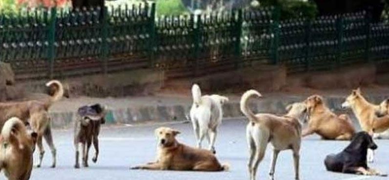 seven-year-old boy, mauled to death, stray dogs