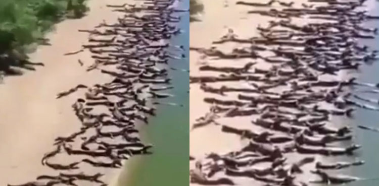 Viral Video Large Number Of Crocodiles Invade Brazil Beach   Untitled 1 155 