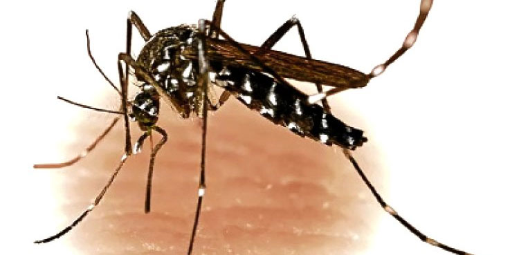 dengue rawalpindi