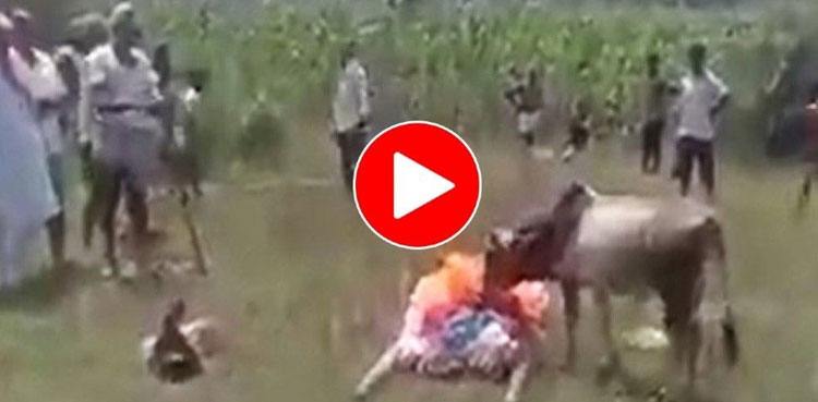 Calf cries, video goes viral, dead owner