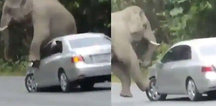 elephant car, car, elephant video