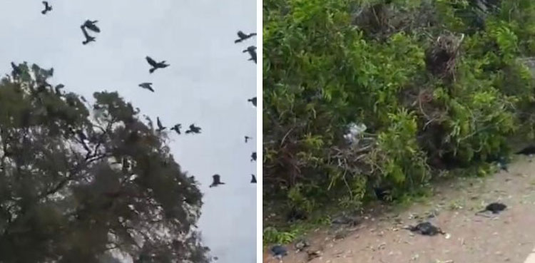 viral-video-birds-dead-tree-chopped-down