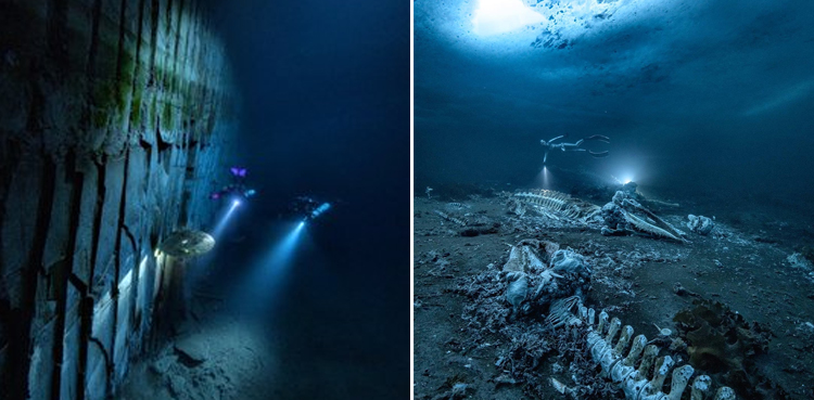 Whale graveyard, prize-winning photos, Alex Dawson