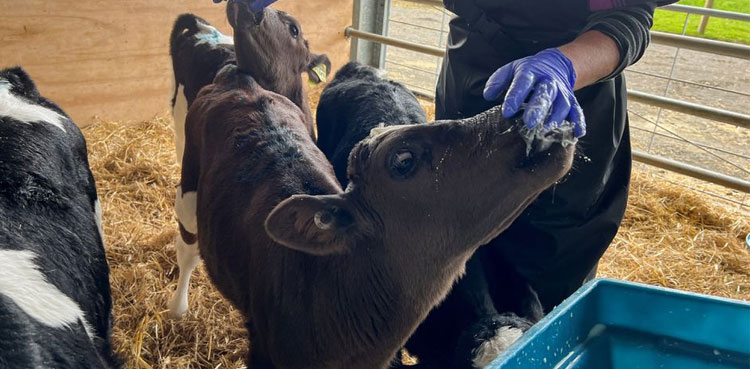 New Zealand Scientists reduce cow burps to save the world