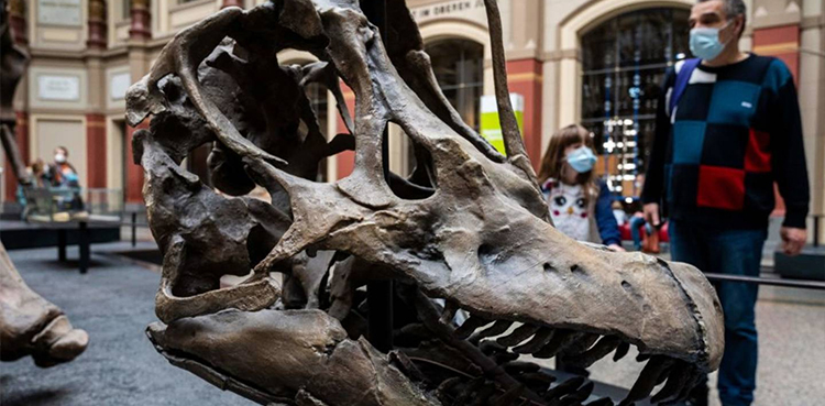 German eco activists, dinosaur exhibit, Berlin Natural History Museum