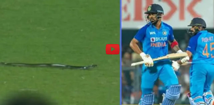 WATCH: Snake stops play during T20I between India and South Africa