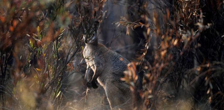 Australia, land mass, endangered species, environment, animals