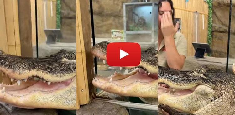 alligator, alligator eats, viral video, viral, video