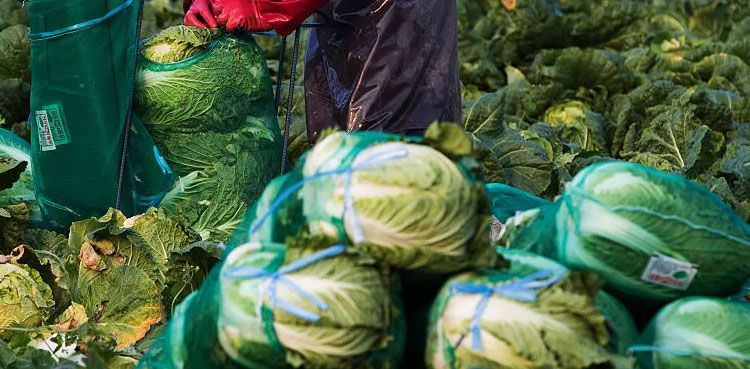 South Korea cabbages Kimchi