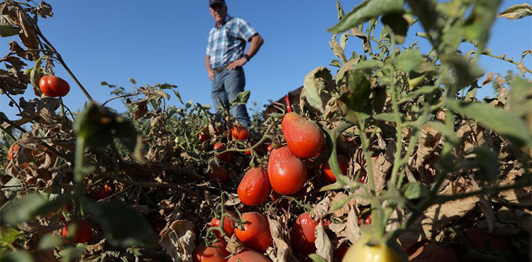 tomato US drought