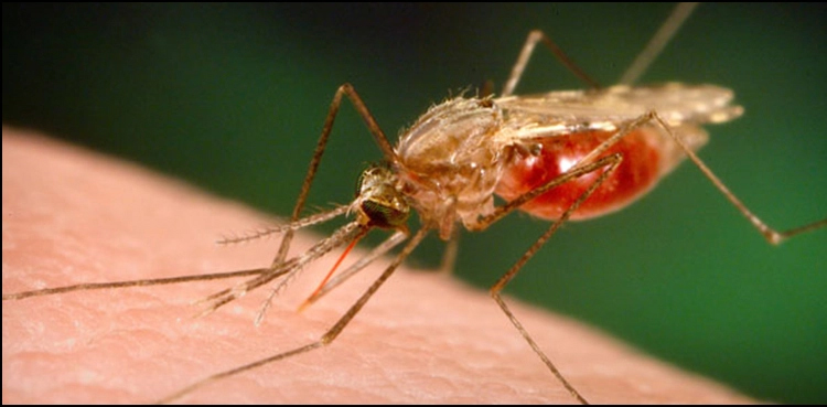 Malaria outbreak Dadu