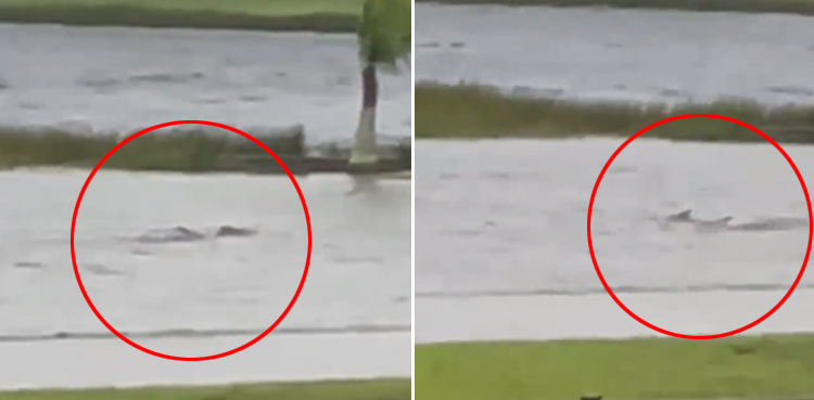 Shark in flooded street, Hurricane Ian, viral video