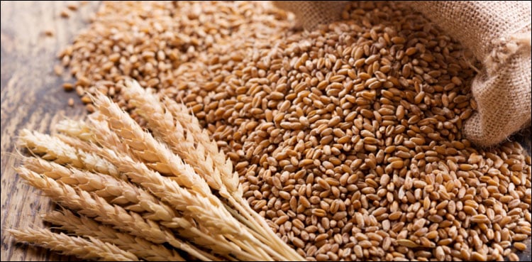 Russia Free Grains