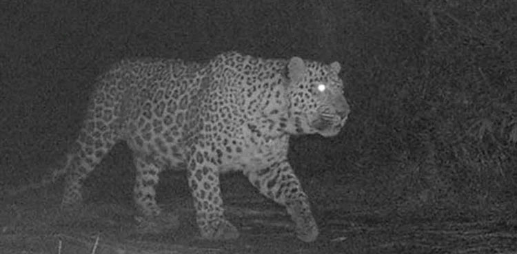 Margalla hills trail 3 closed after confirmation of leopard sightings