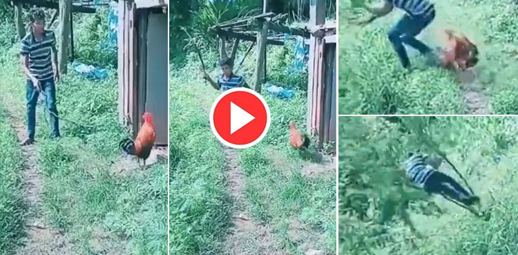 viral video, viral, video, rooster, chicken