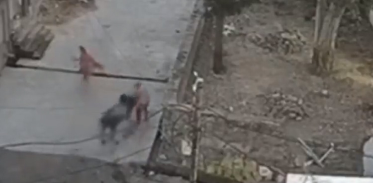 Viral video, Man death, Bull attack