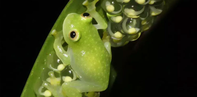 frog-transparency-scientists