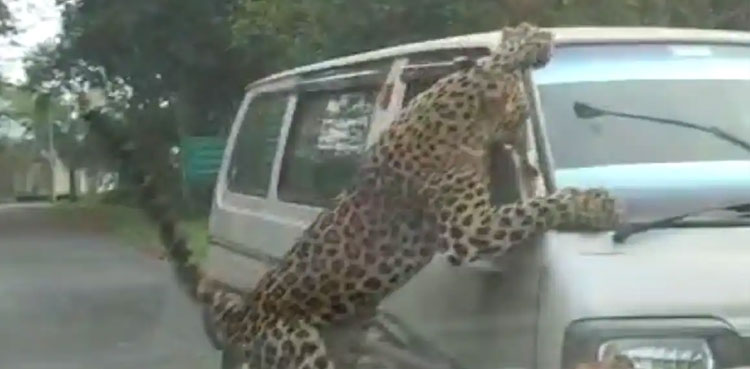 leopard-attack-injures-15-injured