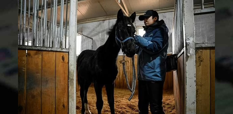 Cloned horse raises hopes for equestrian sports in China