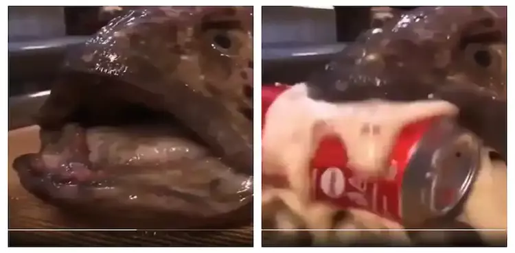 video severed head wolffish bites