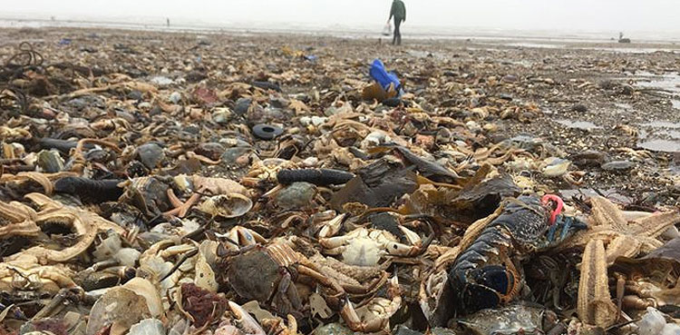 Mass crab deaths leave experts baffled