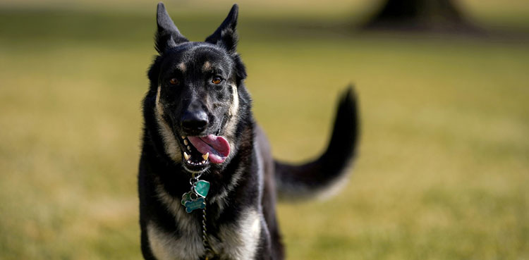 dog, dog impregnation, viral, india, bsf,