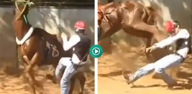 viral video, viral, video,horse, karma, karma video