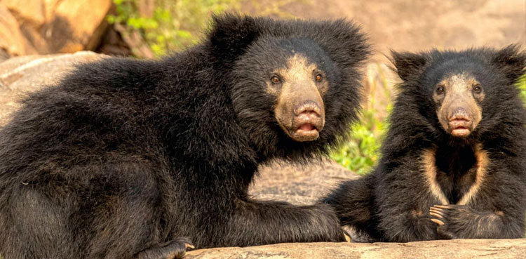 sloth bears airport