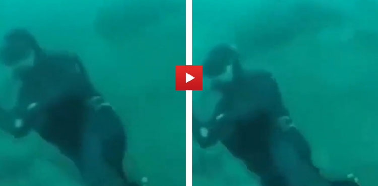 viral-video-diver-shark