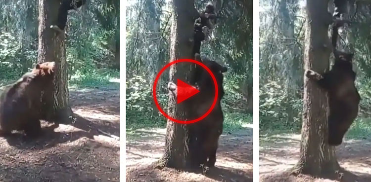 bear attack, viral video, viral, horrific video, horrific,