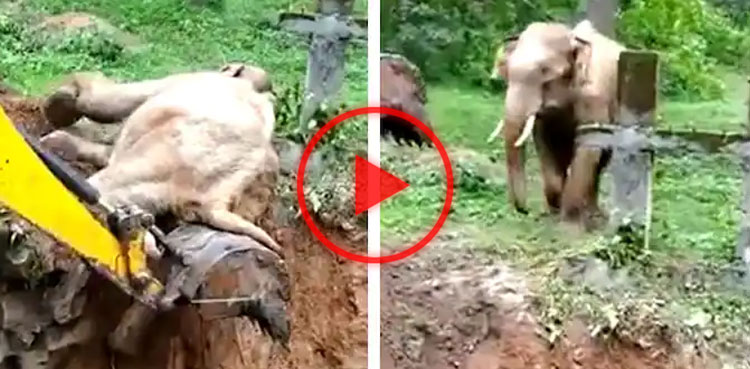 elephant, viral, video, viral video, digger