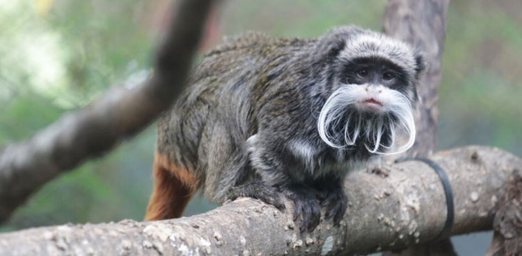 emperor tamarin monkeys, monkeys stolen, monkeys, dallas zoo, texas,