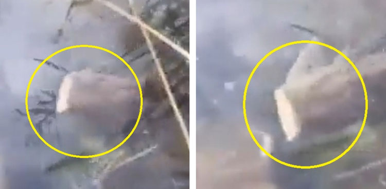 Video of 'headless' fish swimming in pond goes viral