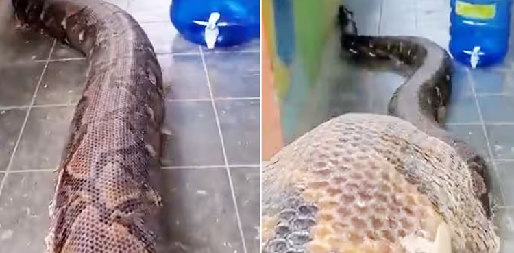 Viral Video, World’s biggest snake, eaten adult humans
