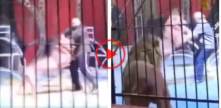 lion attack, lion attacks trainer, circus show, viral video, viral, video