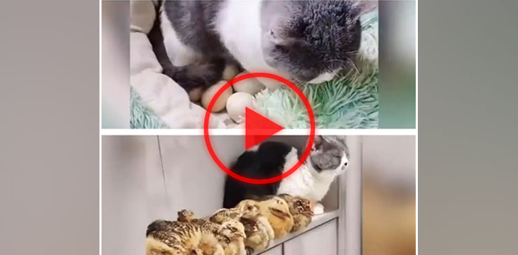 cat, eggs, chicks, viral video, viral, video,