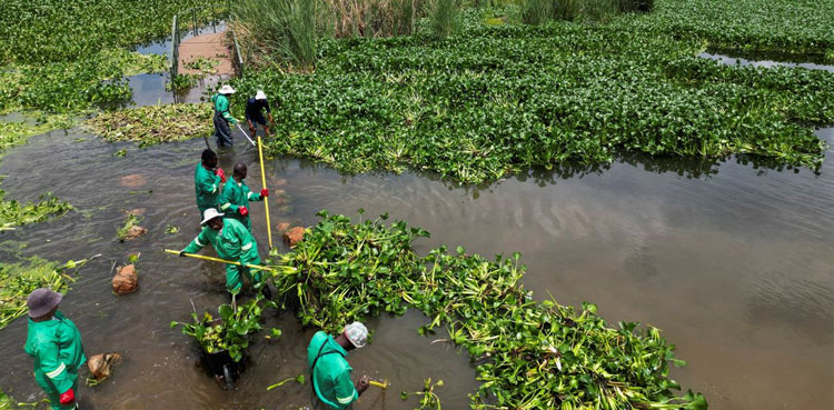 hyacinth weed water