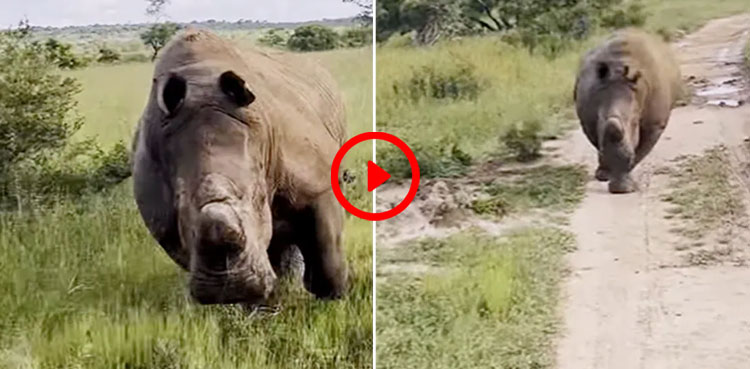 rhino charges, rhino, rhinoceros, viral video, tourist,