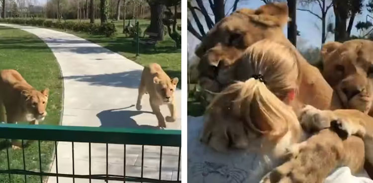 video-lionesses-reunite-human-mother